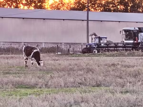 Vache, Russian Black pied cattle