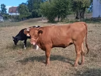 Vache, Simmental cattle — photo 3