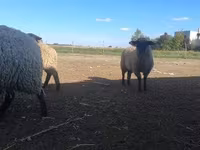 मेढ़ा, White Suffolk sheep — फ़ोटो 2