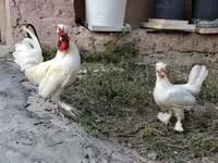 Chickens — zdjęcie 2