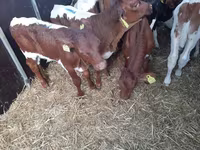 Bull, Simmental cattle — photo 1