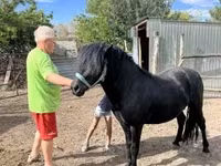 घोड़ा, Welsh Cob — फ़ोटो 3