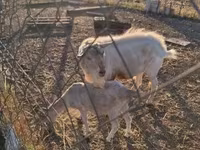 公山羊, Boer goat — 照片 1