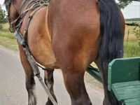 Horse (M), Horses — photo 4