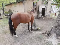 حصان, Karachay horse — الصورة 4