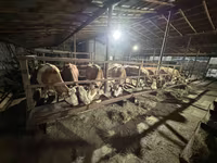 母牛, Cattle — 照片 1