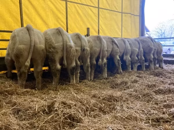 Taureau, Simmental cattle