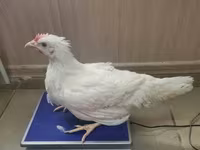 海赛克斯 — 照片 2