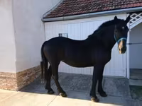 母马, Hungarian horse breed — 照片 1