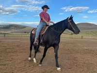 Stute, National Show Horse — Foto 2