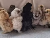 Silkie — foto 4