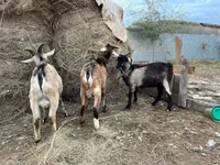 Kozel, Alpine goat — foto 1