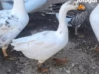 Geese — zdjęcie 2