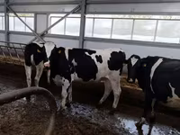 Vache, Race Holstein — photo 1