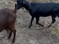 बकरा, Murcia-Granada goats — फ़ोटो 3
