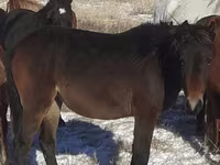 Koně (série, pohlaví neuvedeno), Horse breed — foto 3