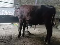 Krava, Kalmycké plemeno — foto 5