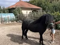 घोड़ा, Welsh Cob — फ़ोटो 4