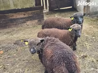 Oveja, Southdown sheep — foto 4