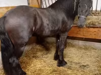 Horse (M), Friesian — photo 2