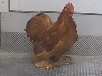 Pékin Bantam — photo 2