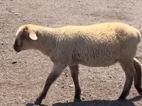 Bélier, Hampshire sheep — photo 7