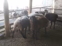 كبش, Arabi sheep — الصورة 5