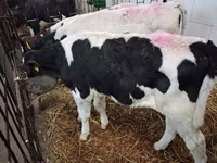 Taureau, Simmental cattle — photo 6