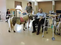 Mare, Miniature horse — photo 2