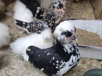 Chickens — Foto 6