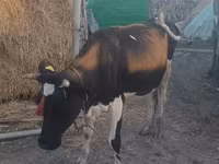 Kuh, Wilder Yak — Foto 2