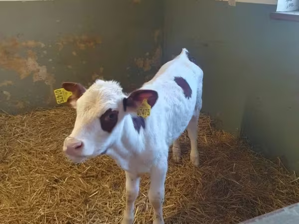 İnək, Simmental cattle