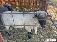 Beran, Shroshire sheep — foto 1