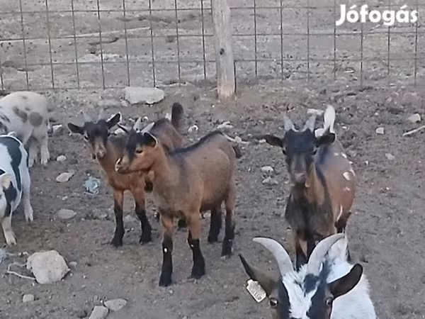 Cabro, Pomellata goat