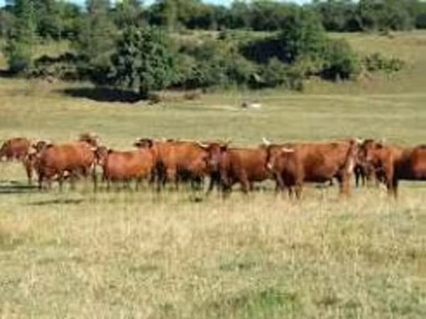 Vache, Salers cattle