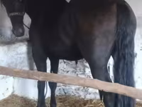 公马, Friesian — 照片 3