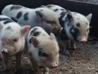 Boar, Pigs — photo 4