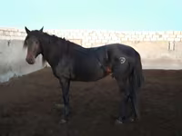 公马, Kushum Horse — 照片 2