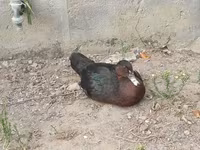 Ducks — फ़ोटो 1
