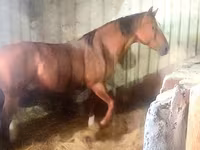Horse (M), Russian Don — photo 4