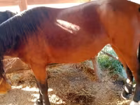 Stute, French Trotter — Foto 3