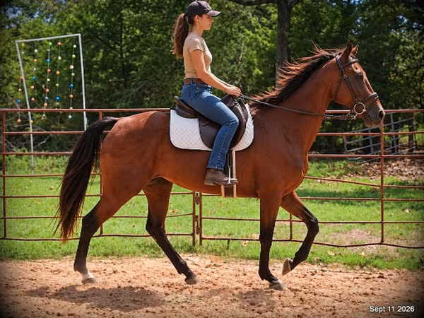 Jument, Standardbred