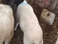 نعجة, Dorper sheep — الصورة 3