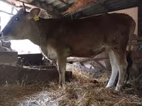 Krowa, Czerwonobiałe bydło — zdjęcie 1