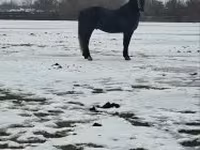 Koń, Lipizzaner — zdjęcie 1