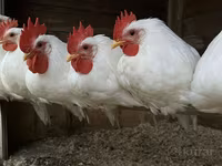 بوربونيز — الصورة 4