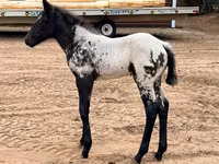 Stute, Appaloosa — Foto 5
