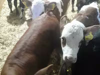 Bovins (lot, sexe non indiqué), Simmental cattle — photo 4