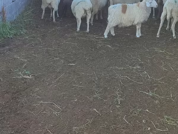 Sheep, Beulah Speckled face sheep