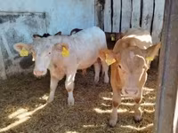 सांड, Simmental cattle — फ़ोटो 3